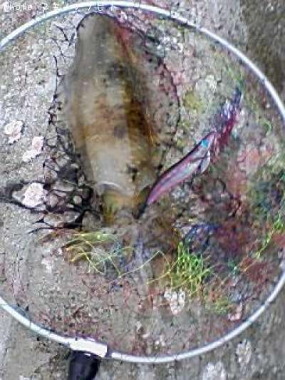 �����ꥤ��