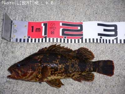 �٥å�������