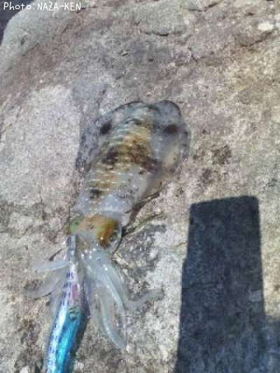 �����ꥤ��