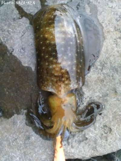 �����ꥤ��