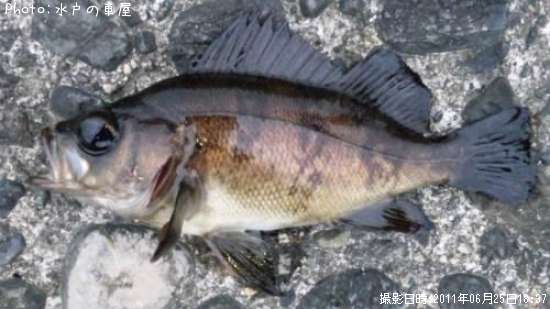 ������Х�