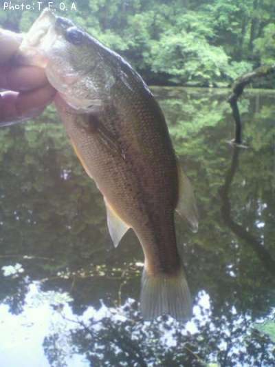 �֥�å��Х�