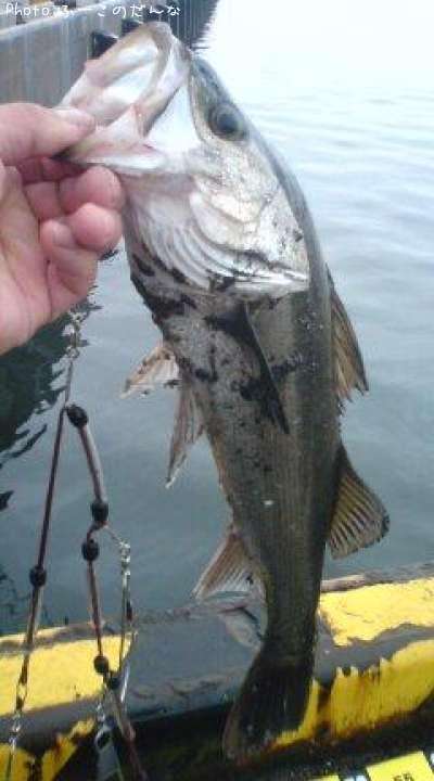 �����Х�