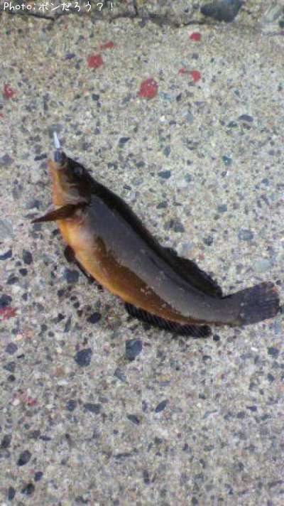 �����ʥ�