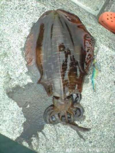 �����ꥤ��