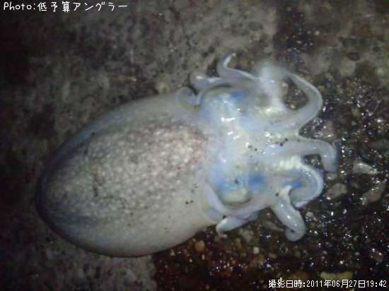 ����䥱����