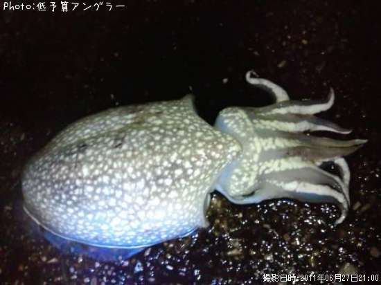 ����䥱����