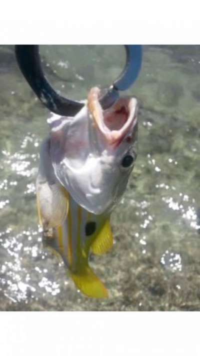 �˥������ۥ��ե�����