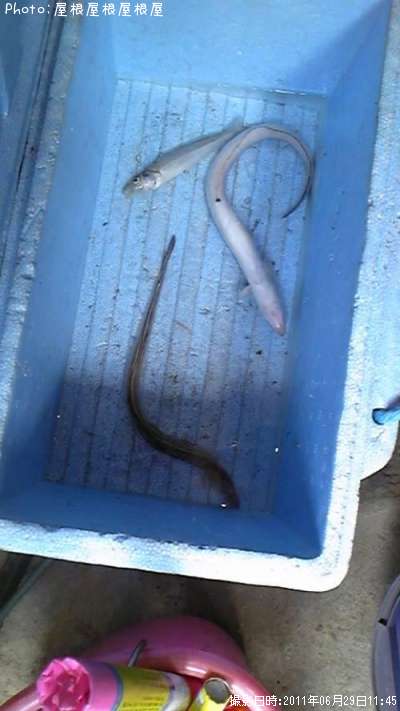 ���ʥ������������