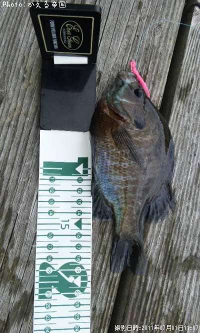 �֥롼����