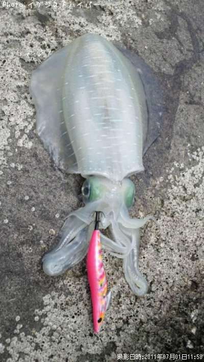 �����ꥤ��