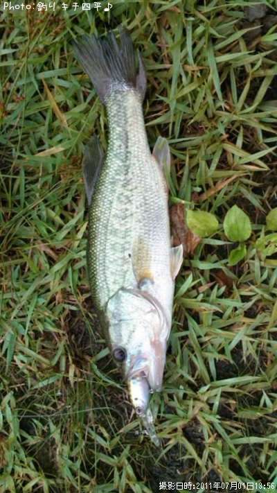 �֥�å��Х�