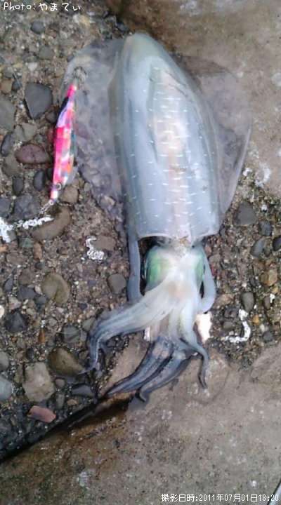 �����ꥤ��