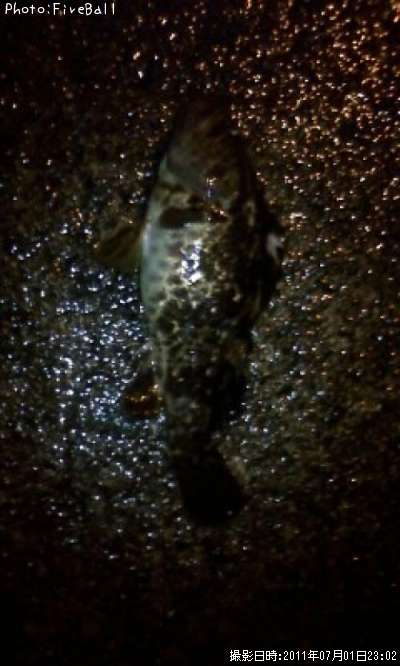 �٥å�������