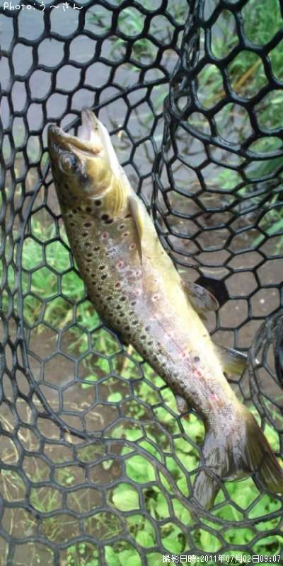 �֥饦��ȥ饦��