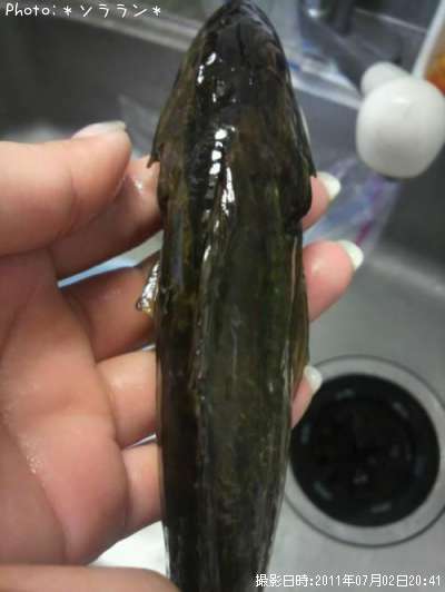 �狼��ʤ��ΤǤ�