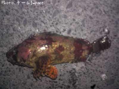 �������Х�