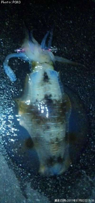 �����ꥤ��