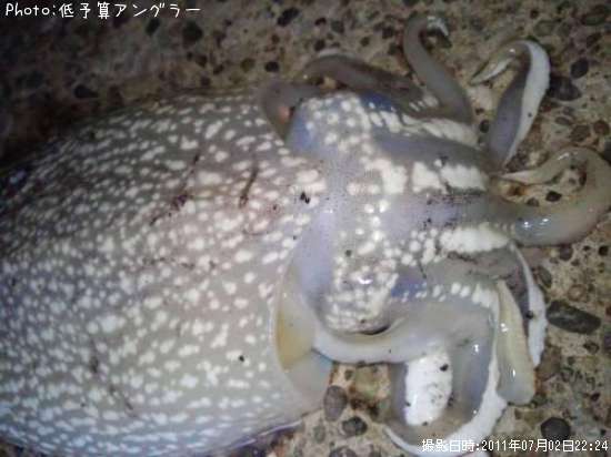 ����䥱����