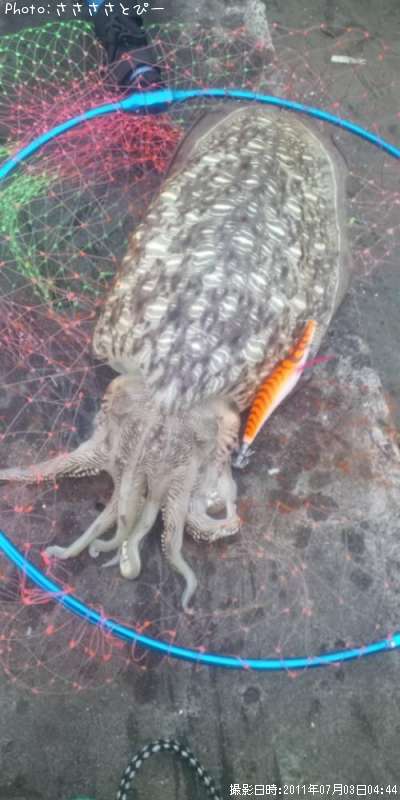 ��󥴥�����