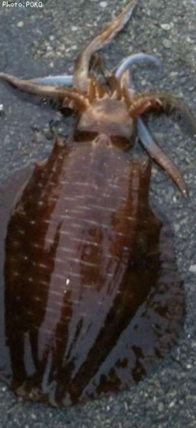 �����ꥤ��