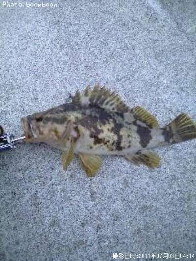 �٥å�������