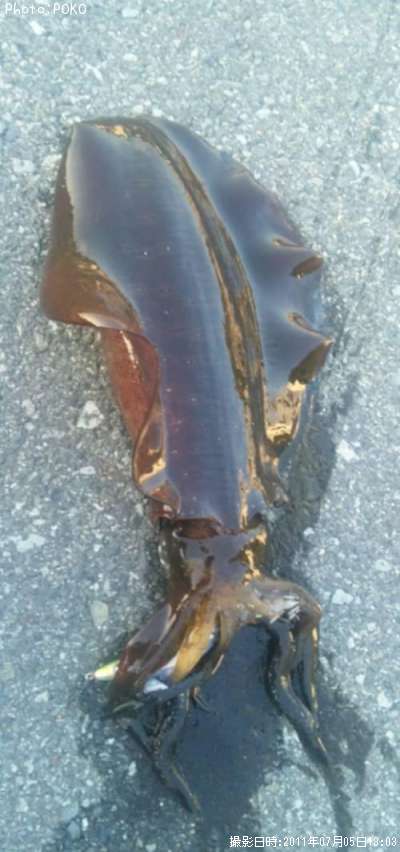 �����ꥤ��