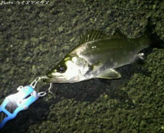 �����Х�