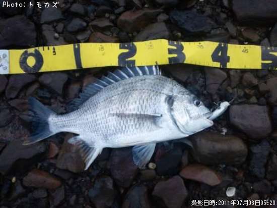 ���ӥ����