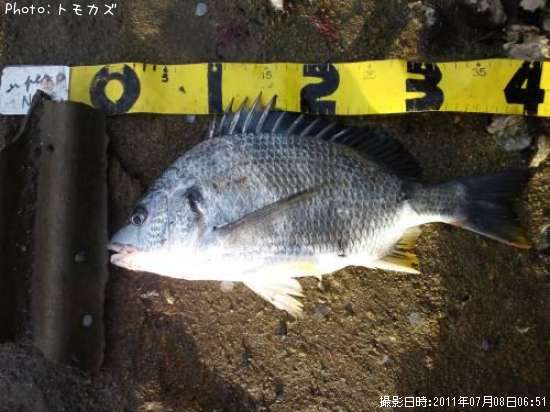 ���ӥ����