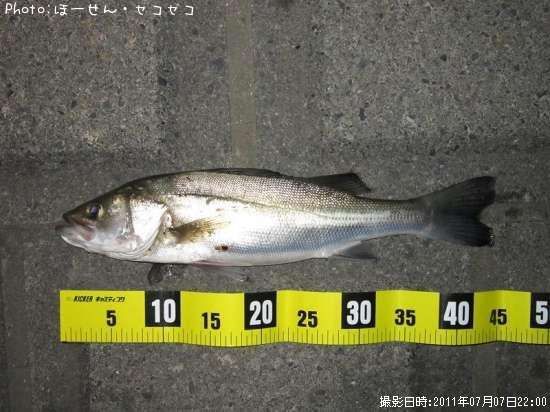 �����Х�