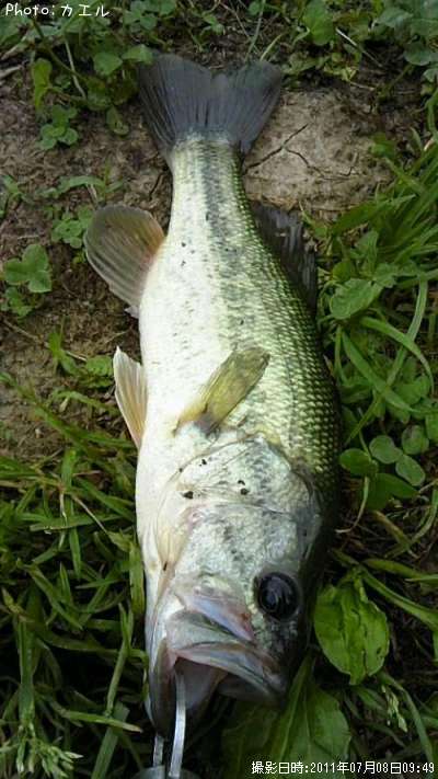 �֥�å��Х�