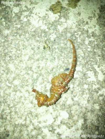 ���ĥΥ��ȥ����ʡ���