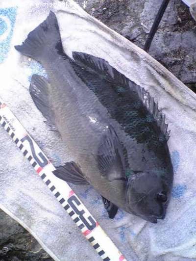 �����᥸��