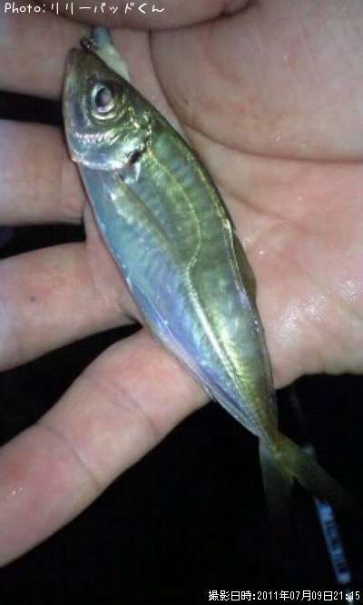 ���¡����¤¤���