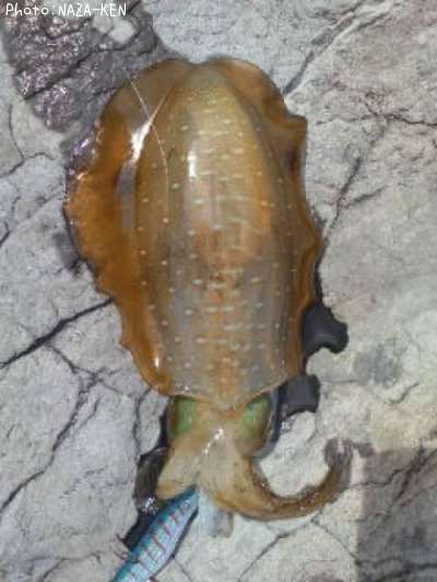 �����ꥤ��