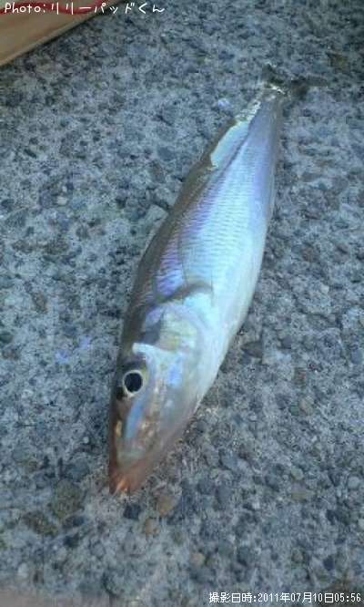 ��ҤȤΥե������ȡ��������ʾС�