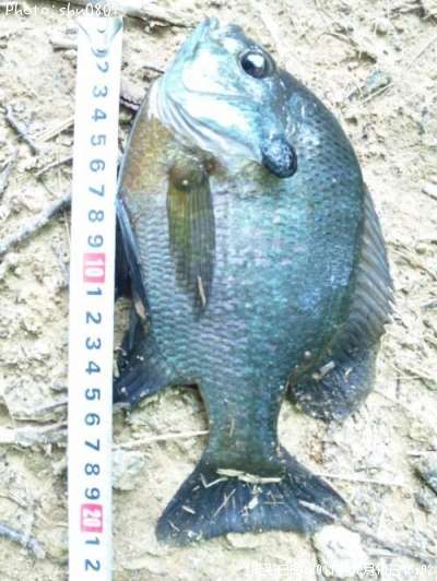 �֥롼����