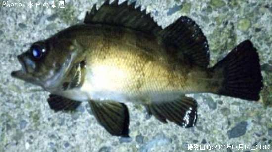 ������Х�