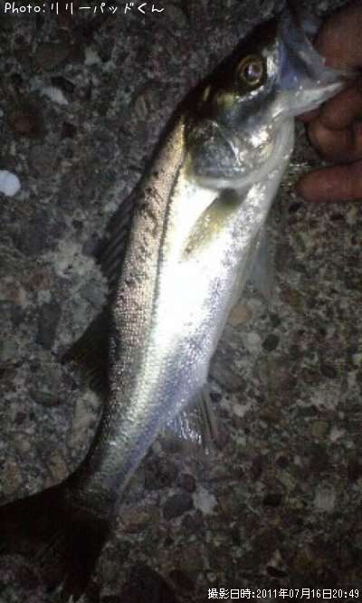 ���˥����ӡʾС�