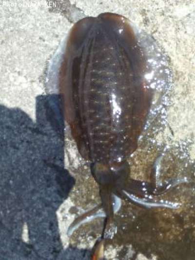 �����ꥤ��