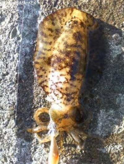 �����ꥤ��