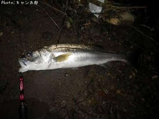 �����Х�