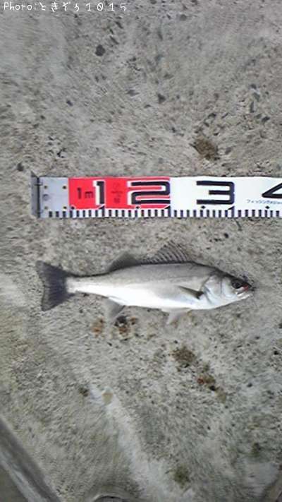 �����Х�