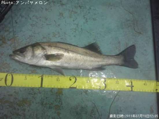 �����Х�