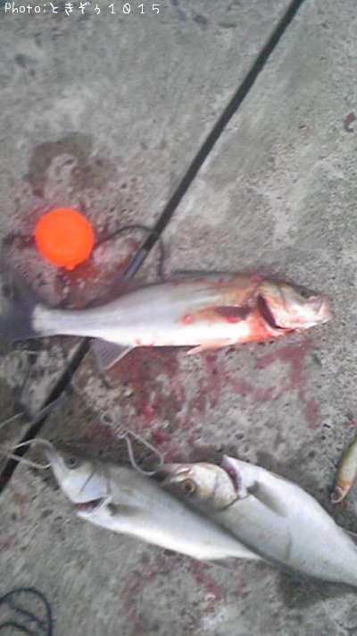 �����Х�