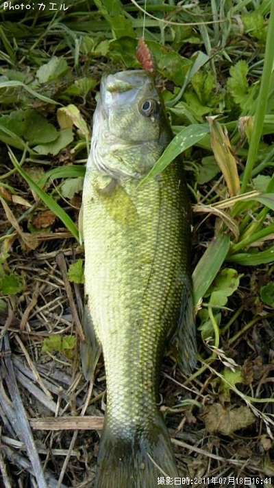 �֥�å��Х�