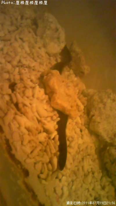 �ܥ������ޡ�