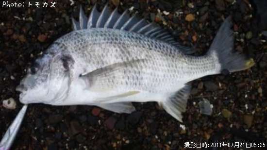 ���ӥ����