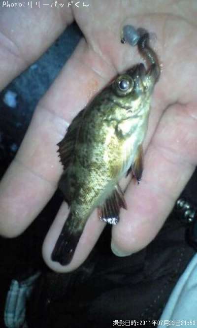 ��Х����